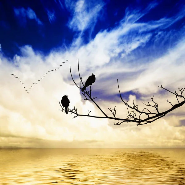 Aves no ramo — Fotografia de Stock