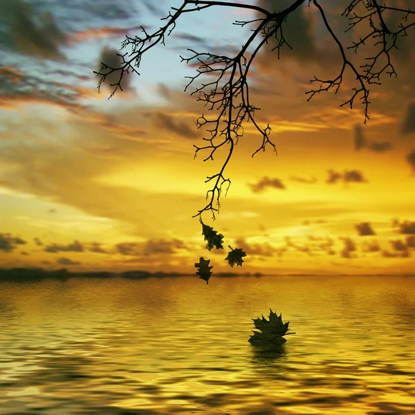 Autumn leaves and river — Stock Photo, Image