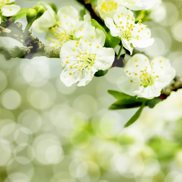 Blühender Baum eines Apfelbaums — Stockfoto