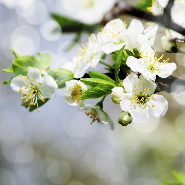 Blossoming tree of an apple-tree — Stock Photo, Image