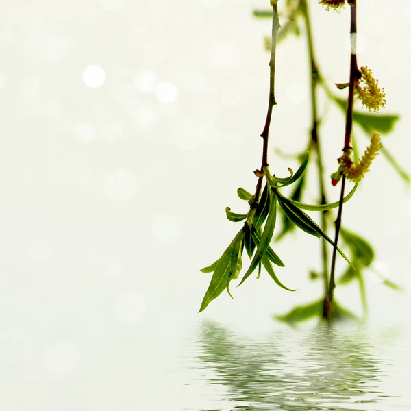 Foglie di salice verde fresco sopra acqua — Foto Stock