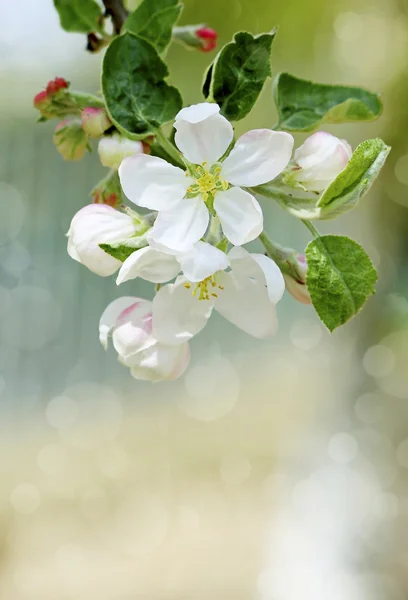 Fiori di ciliegio — Foto Stock