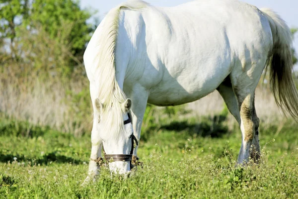 Cavallo bianco — Foto Stock