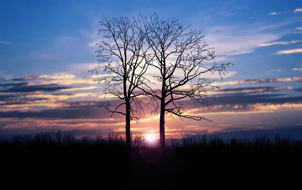 Träd och fantastisk himmel — Stockfoto