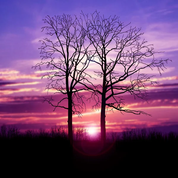 Alberi e cielo fantastico — Foto Stock