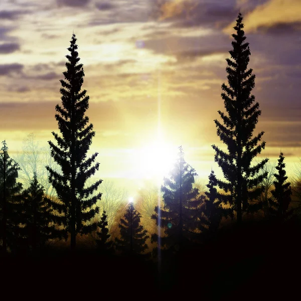 Bäume und fantastischer Himmel — Stockfoto