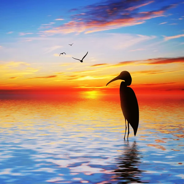 Bird on lake — Stock Photo, Image