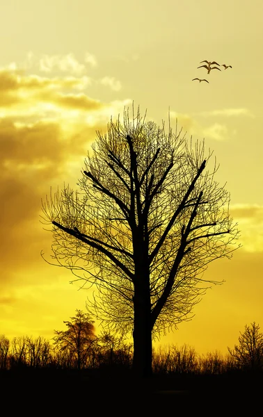 Пейзаж с большим деревом и закатом — стоковое фото