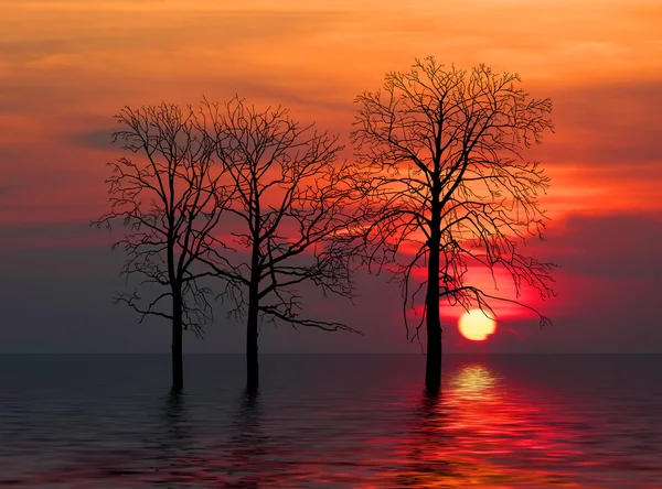 Landscape with trees in water — Stock Photo, Image