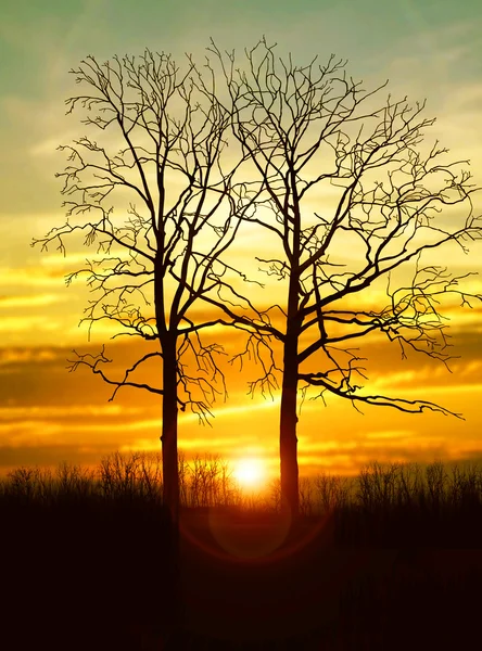 Landscape with  trees and sunset — Stock Photo, Image