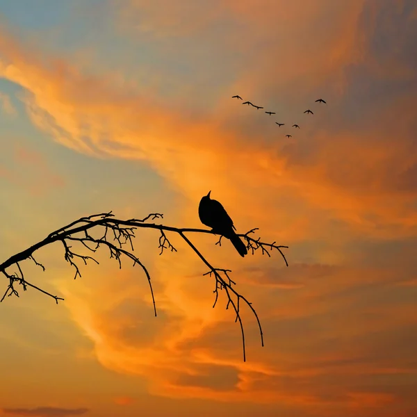 Bellissimo paesaggio tramonto — Foto Stock