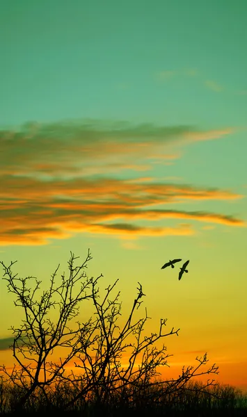 Wunderschöne Landschaft bei Sonnenuntergang — Stockfoto