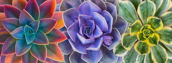 Uno Sfondo Succulente Colorate Pittura Olio Imitazione Illustrazione — Foto Stock