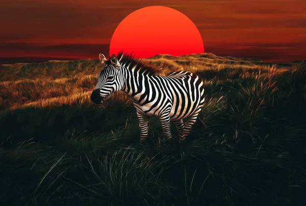 Zebra Sunset African Steppe Illustration Imitation Oil Painting — Zdjęcie stockowe