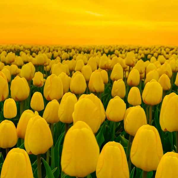 Field Yellow Tulips Illustration Imitation Oil Painting — 스톡 사진