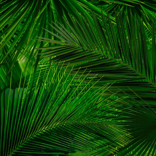 Background Palm Banana Leaves Illustration Imitation Oil Painting — Stock Photo, Image