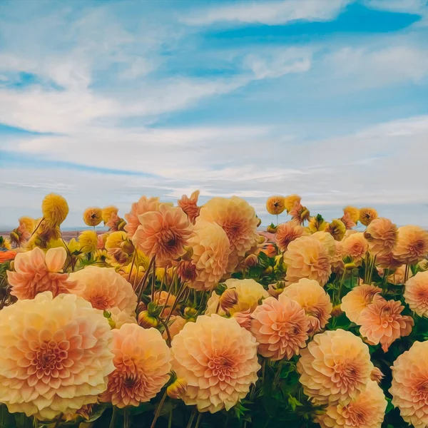 Gula Dahlior Blommar Ute Fältet Illustration Imitation Oljemålning — Stockfoto