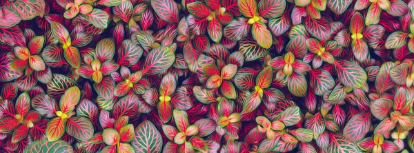 Fittonia Multicolor Illusztráció Olajfestmény Utánzása — Stock Fotó