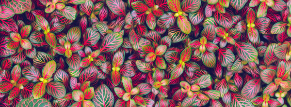 Fittonia Multicolor Illustration Imitation Oil Painting Stock Picture