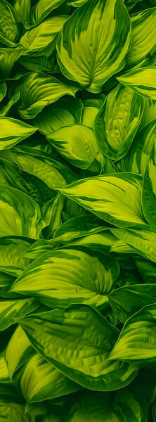 Leaves Striped Hosta Illustration Imitation Oil Painting Stock Picture