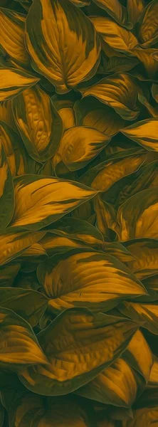 The leaves of the hosta are in a warm shade. 3D illustration. Imitation of oil painting.