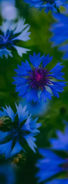 Flores Milho Floridas Azuis Ilustração Imitação Pintura Óleo — Fotografia de Stock
