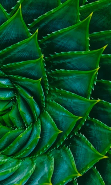 Aloe Polyphylla Pillans Illustration Imitation Oil Painting — Foto Stock