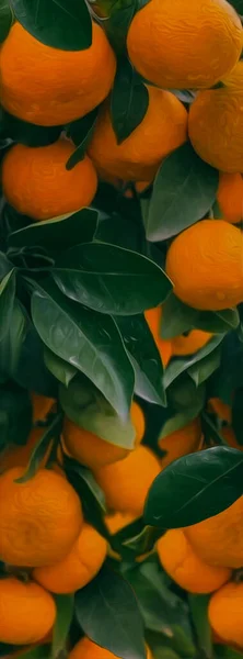 Fresh Ripe Tangerines Leaves Green Plants Table Illustration Imitation Oil Imagens Royalty-Free