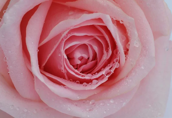 The bud of pink rose — Stock Photo, Image