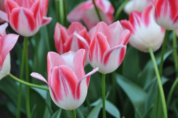 Die weißen und rosa Tulpen — Stockfoto