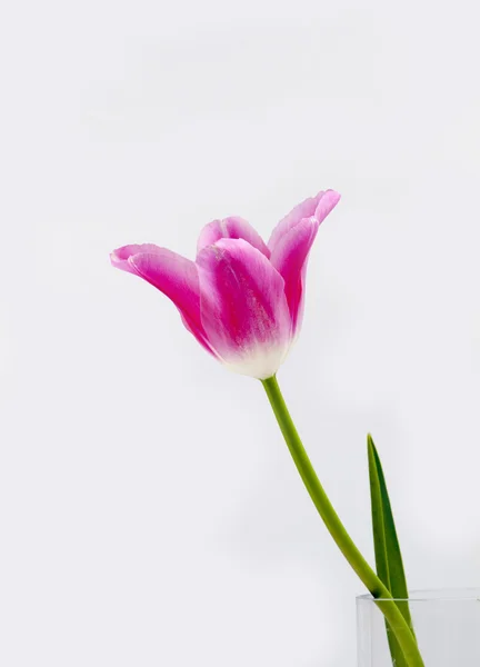 The pink and white tulip — Stock Photo, Image