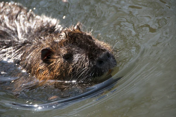 Castor Imagen de stock