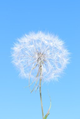 büyük bir kara hindiba