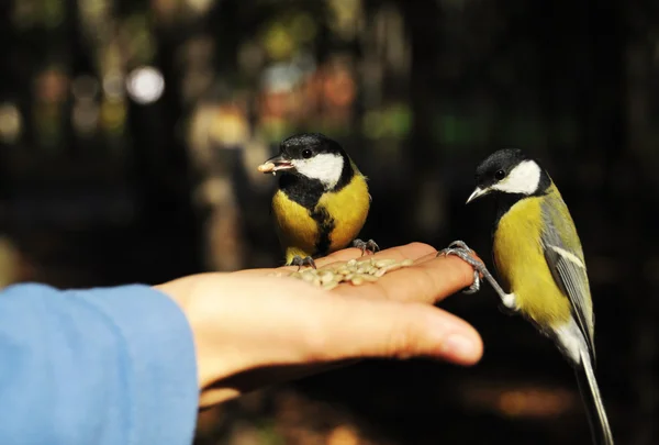 Un pájaro en la mano es mejor que dos en el arbusto Fotos de stock libres de derechos