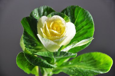 흰 양배추의 장미