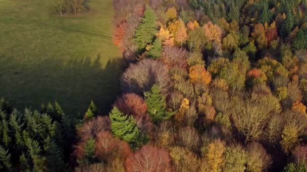 Aereo Drone Volo Sopra Bordo Della Foresta Colorata Autunnale Una — Video Stock