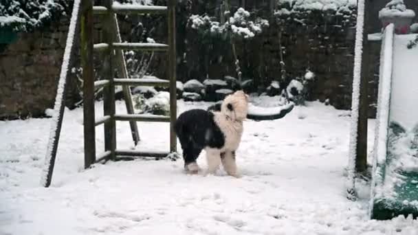 Old English Sheepdog Puppy Plays Swing Outdoor Climbing Frame Heavy — Stock Video