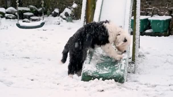Old English Sheepdog Puppy Speelt Een Glijbaan Een Outdoor Klimrek — Stockvideo