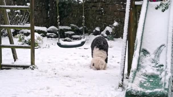 Old English Sheepdog Puppy Verkent Een Besneeuwde Tuin Onder Een — Stockvideo