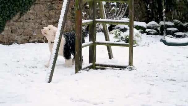 Old English Sheepdog Κουτάβι Εξερευνά Ένα Χιονισμένο Κήπο Κάτω Από — Αρχείο Βίντεο