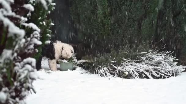 Yaşlı Ngiliz Çoban Köpeği Ağır Kar Altında Saksıyı Kokluyor — Stok video