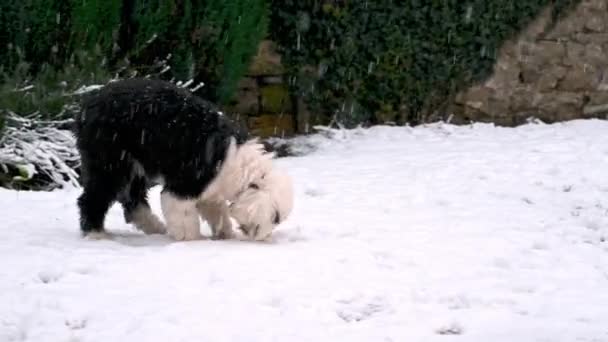 Anjing Sheepdog Inggris Tua Bermain Dengan Tongkat Salju Berat — Stok Video