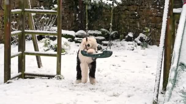 Anjing Sheepdog Inggris Tua Memanjat Sebuah Ayunan Dan Mengunyah Tali — Stok Video