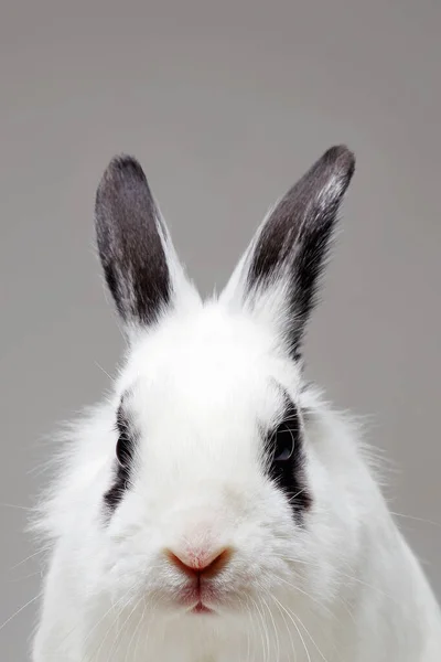 white rabbit with black ears and eyes. Funny fluffy rabbit. Easter bunny