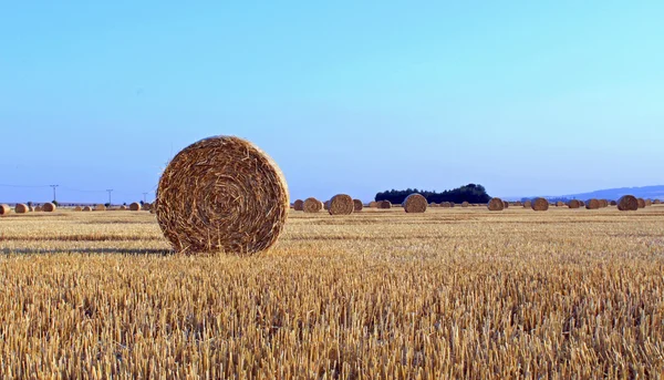 Fardos de paja en el campo — Foto de Stock