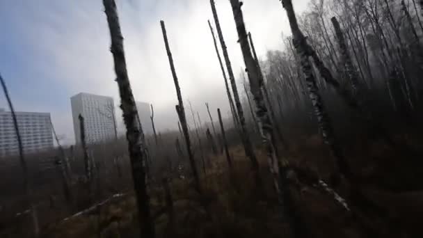 Fpv Drone Shot Close Threes Foggy Birch Forest High Quality — Stock videók