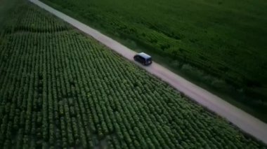 Cinematic FPV shot of Grey Volkswagen minibus driving on the green field rural road. High quality 4k footage