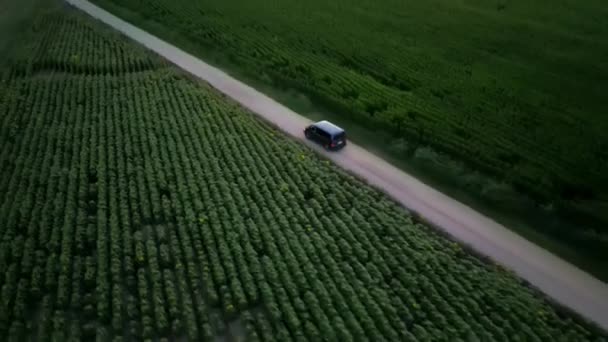 Cinematic Fpv Shot Grey Volkswagen Minibus Driving Green Field Rural — Stock video