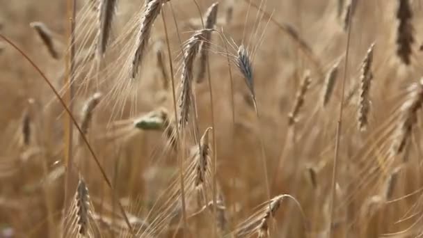 Trigo en el campo — Vídeo de stock