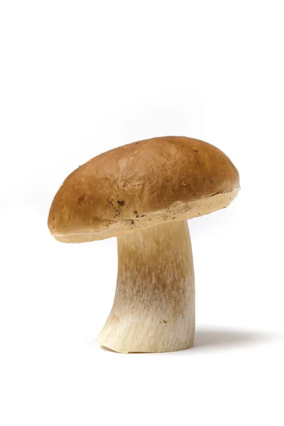 Boletus edulis svamp — Stockfoto